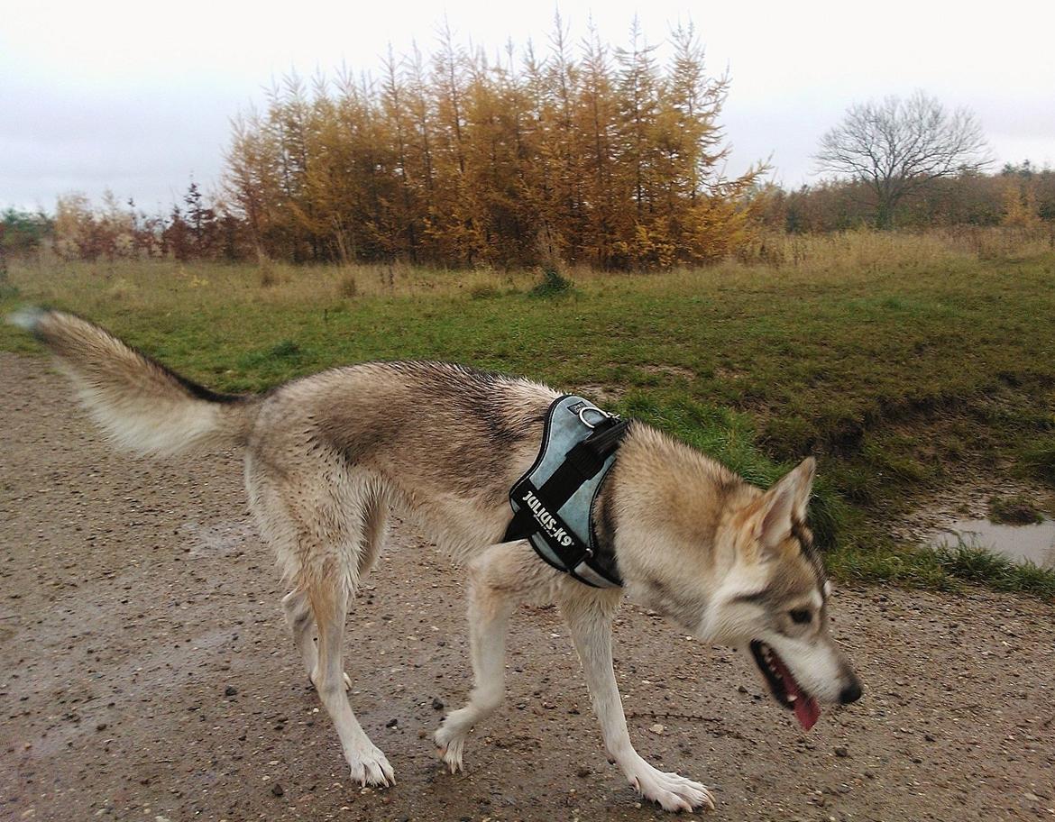 Tamaskan Dog Indiana - "Matsi" billede 12