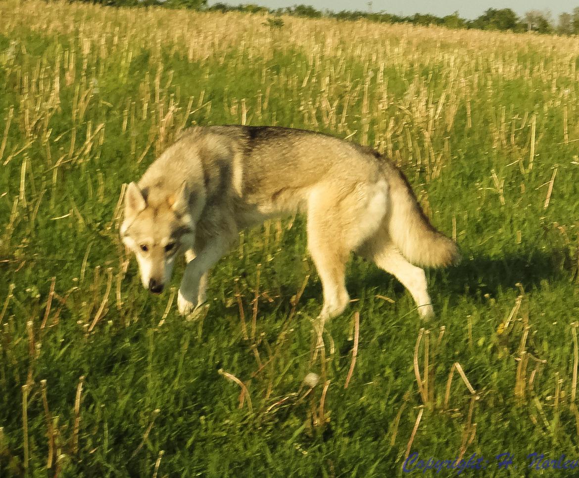 Tamaskan Dog Indiana - "Matsi" - 2 års fødselsdag i hundeskoven, men far glemte vist gaven hjemme! :D billede 28