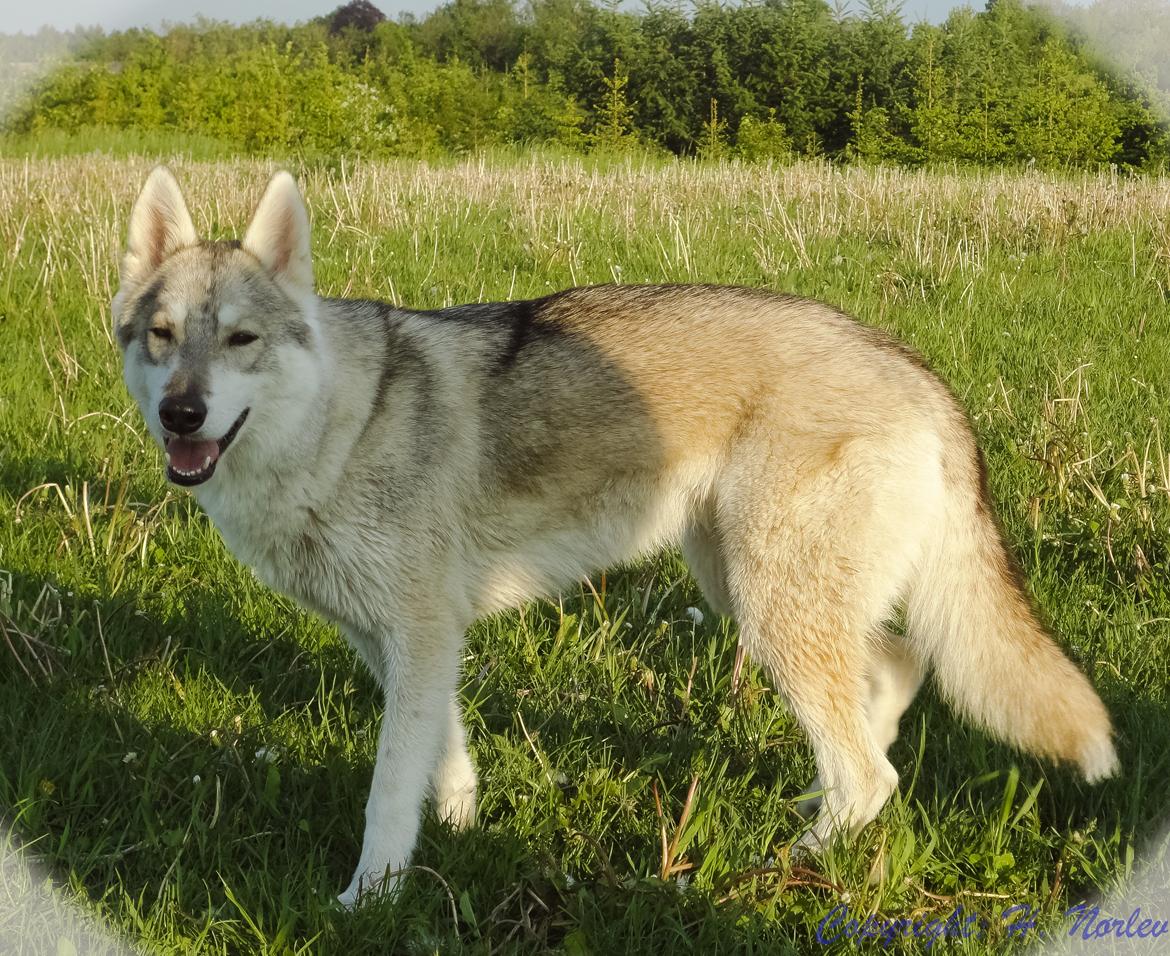 Tamaskan Dog Indiana - "Matsi" - Tam-griner'en... Efter en Tuborg! :D billede 8