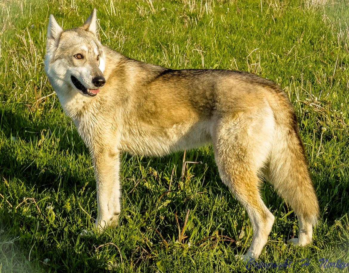 Tamaskan Dog Indiana - "Matsi" billede 1