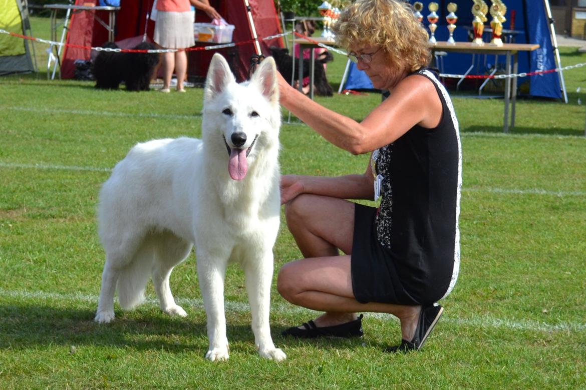 Hvid Schweizisk Hyrdehund Britaje Amira Angélique billede 7