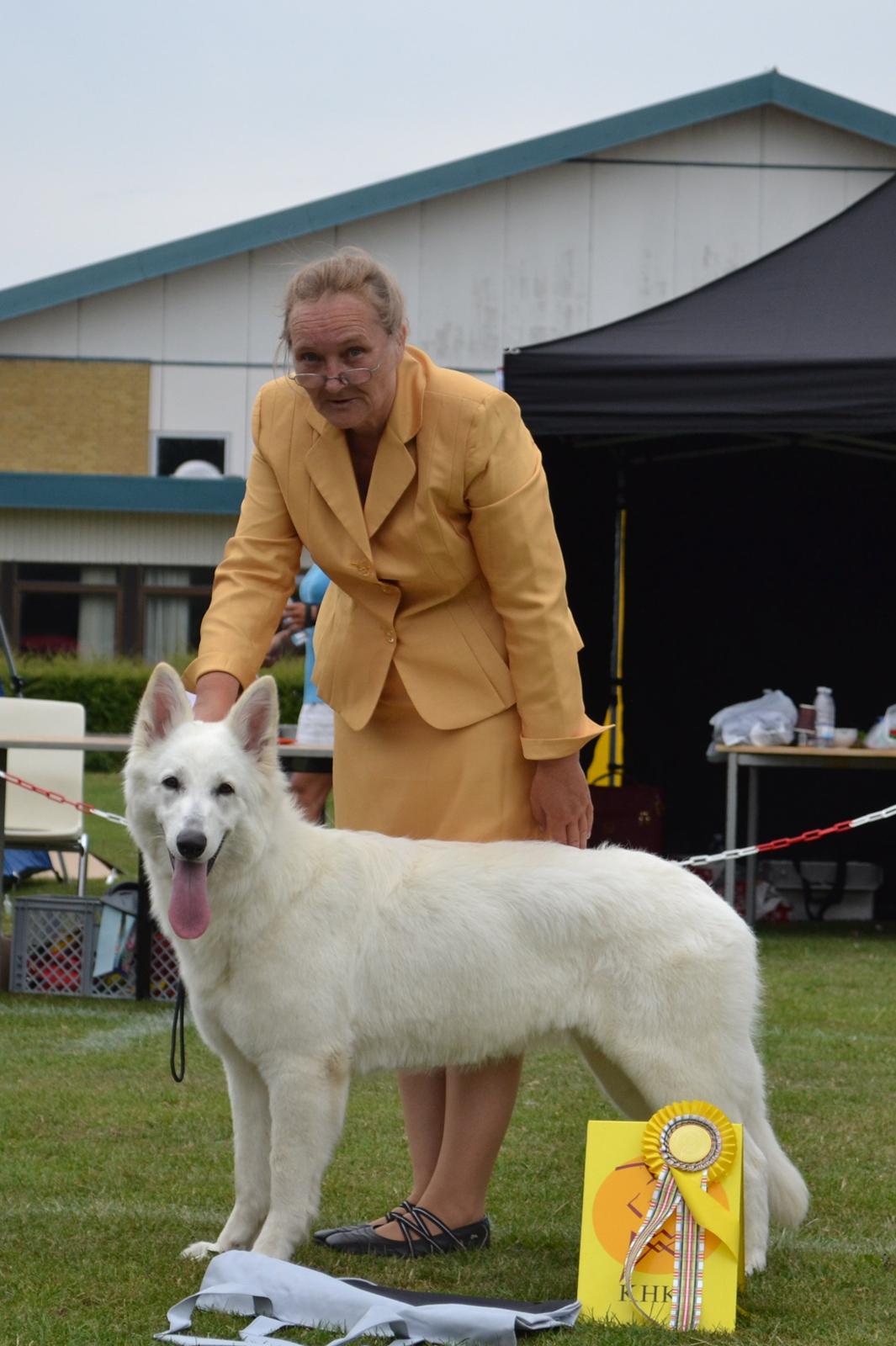 Hvid Schweizisk Hyrdehund Britaje Amira Angélique billede 9