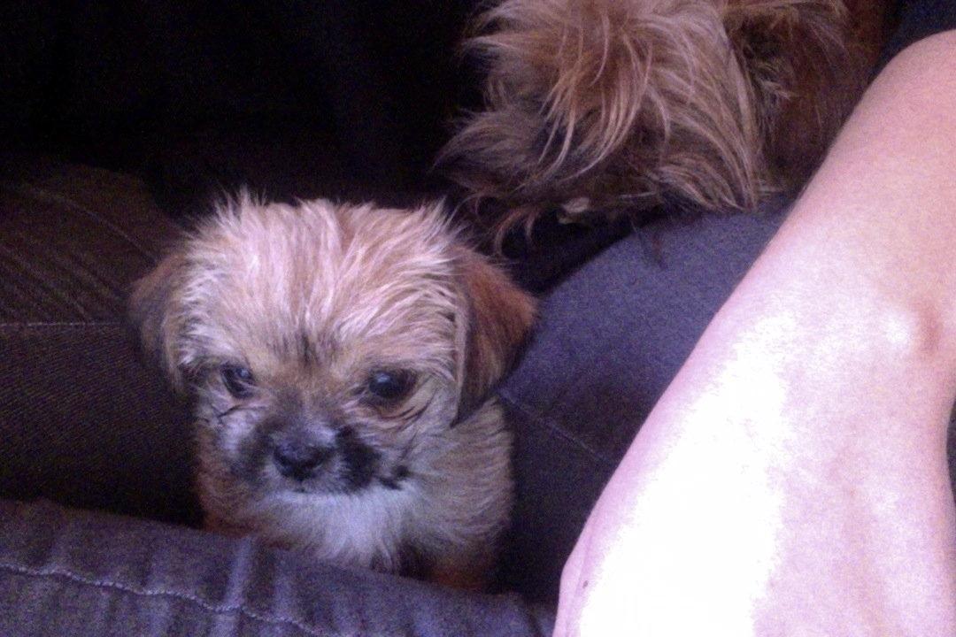 Blanding af racer Sahirah - Sahirah og Ramses sidder her ved mig, mens jeg er på computeren. Sahirah følger intenst med!  billede 6