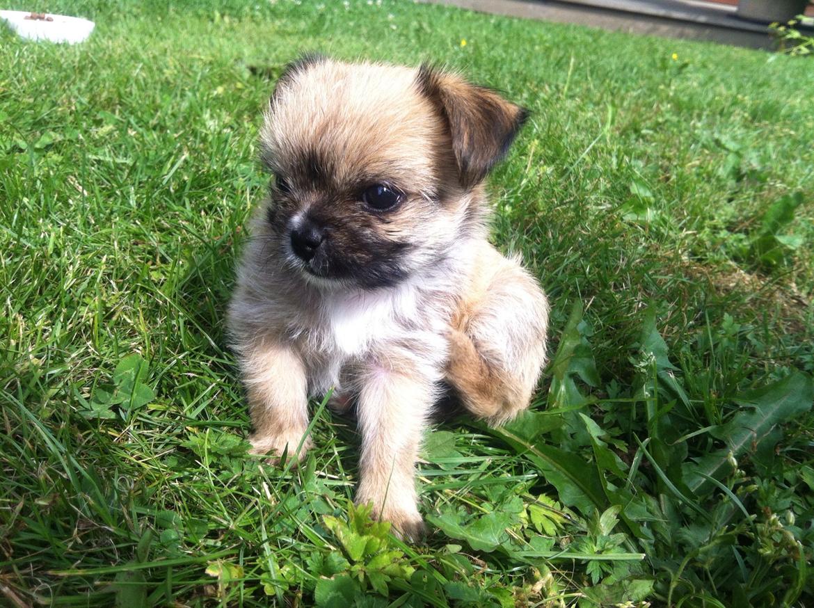 Blanding af racer Sahirah billede 7