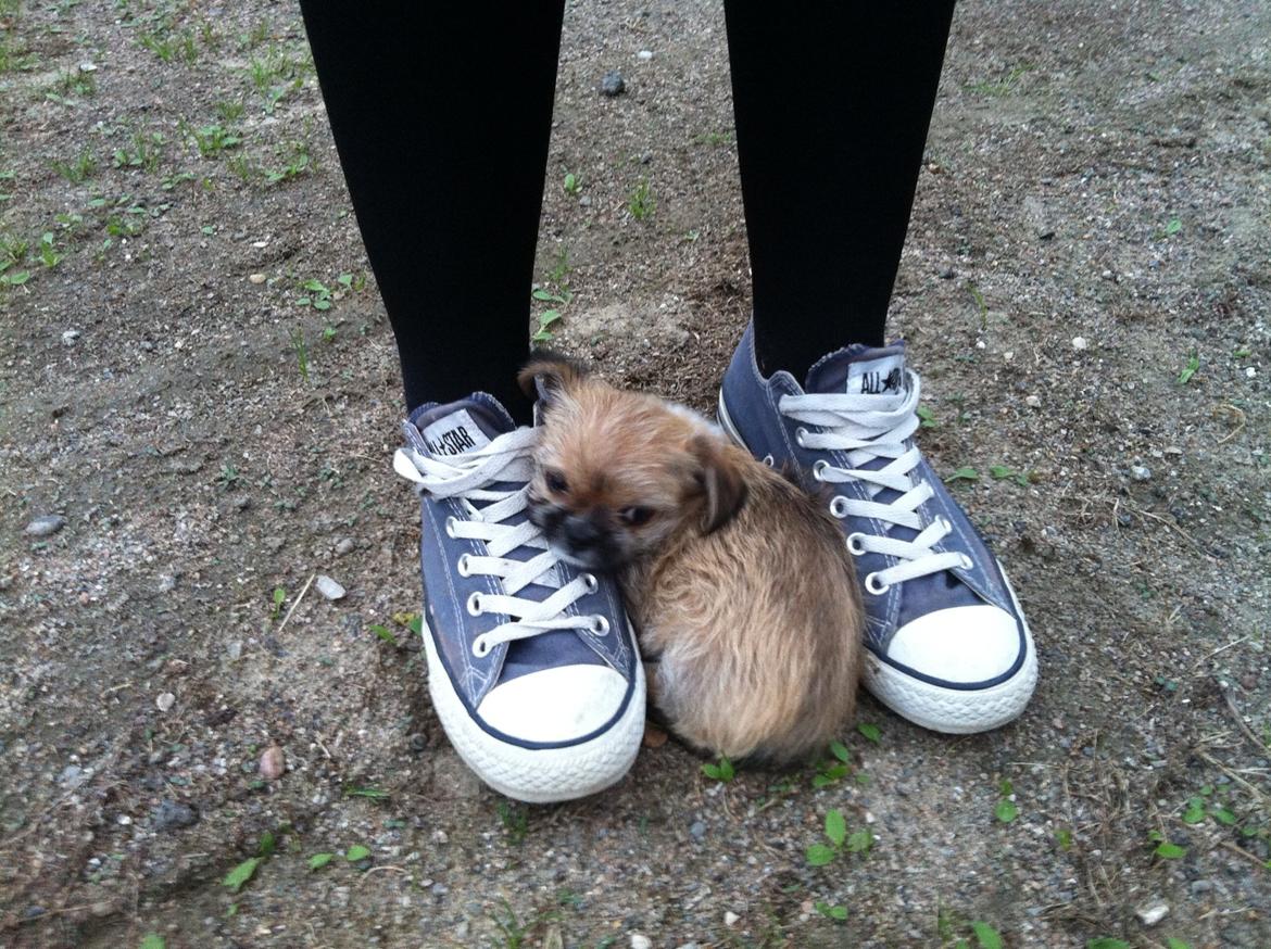 Blanding af racer Sahirah billede 4