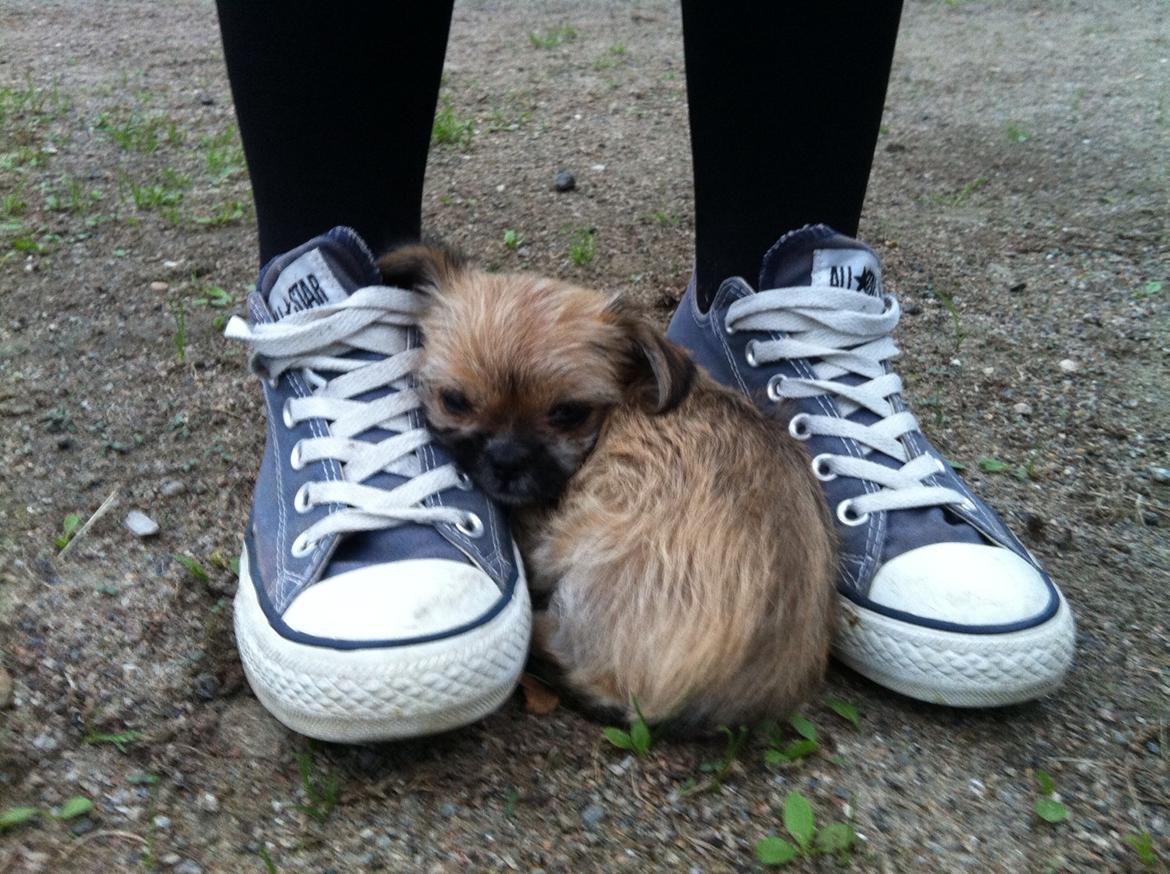 Blanding af racer Sahirah billede 5