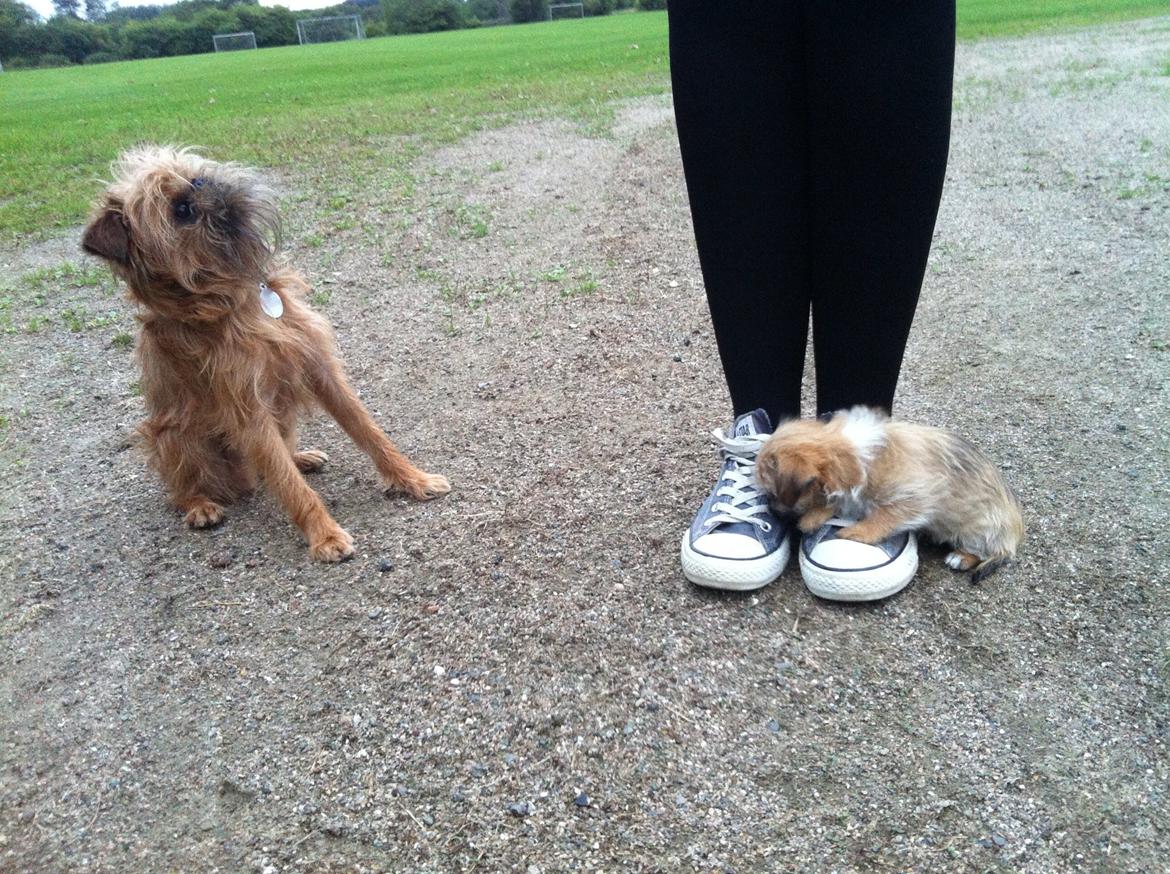 Blanding af racer Sahirah - Det mest perfekte billede af det første møde! 
"Hvad er det lige du har taget med hjem, mor?" - Ramses billede 2