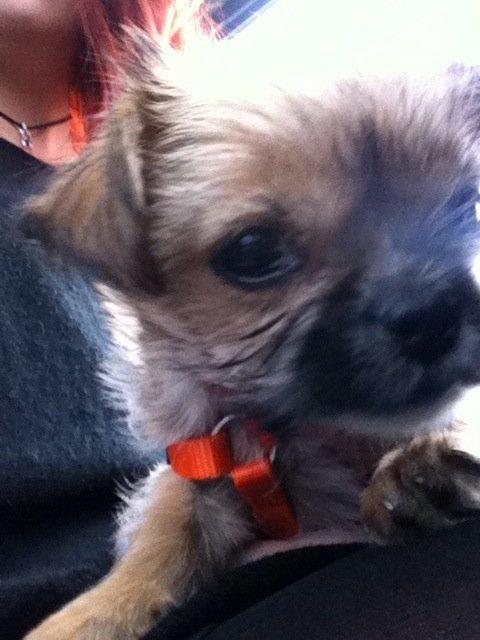 Blanding af racer Sahirah billede 8