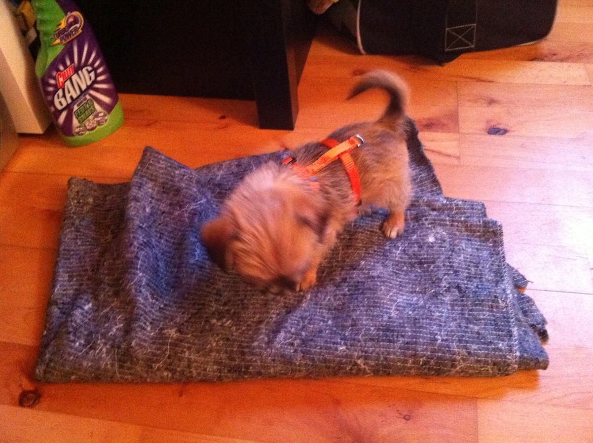 Blanding af racer Sahirah billede 9