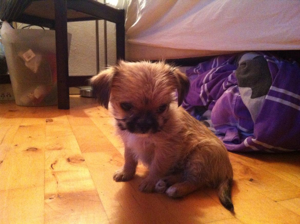 Blanding af racer Sahirah billede 10