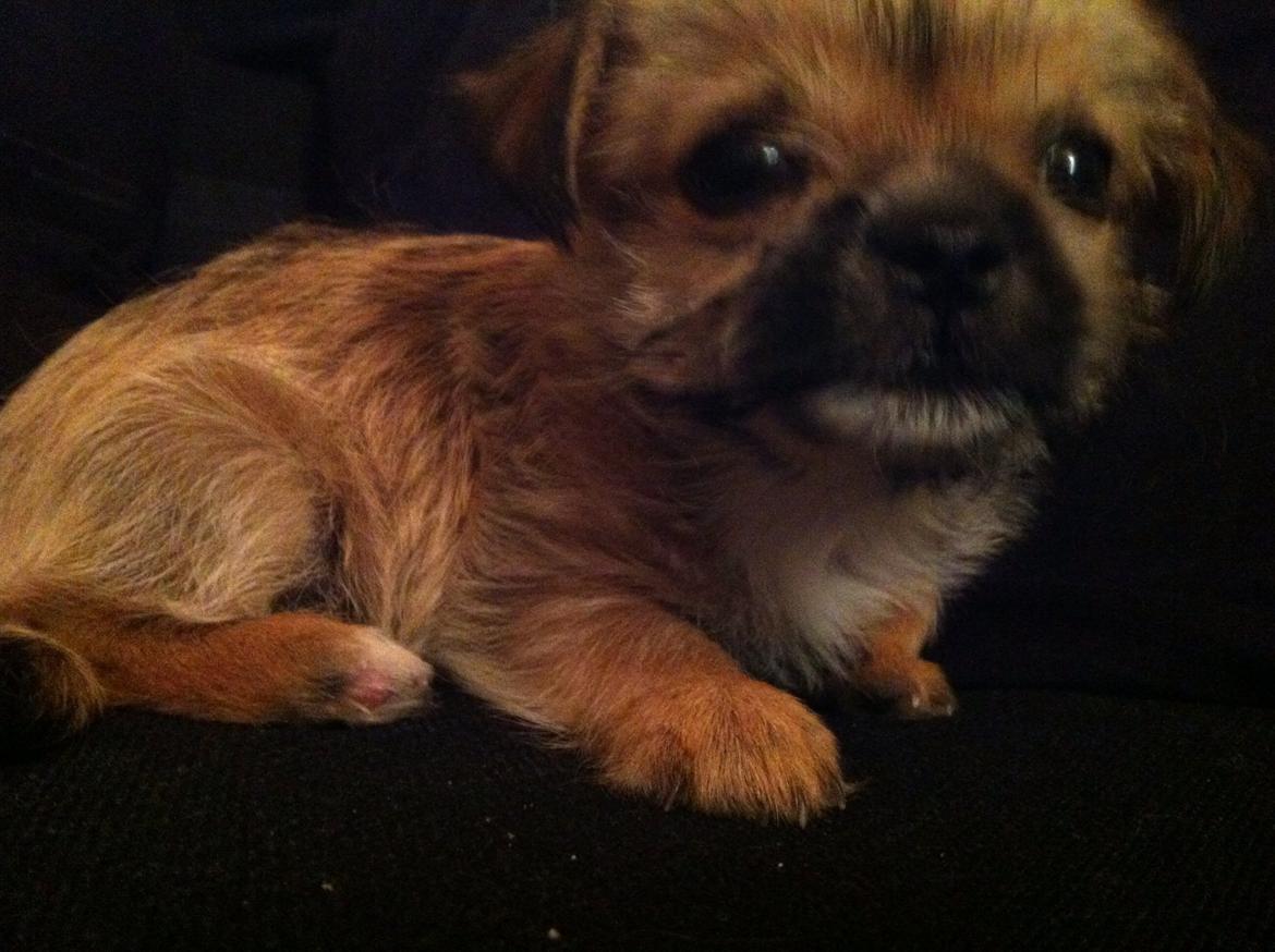 Blanding af racer Sahirah billede 12