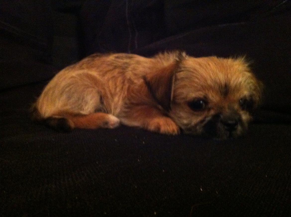 Blanding af racer Sahirah billede 13