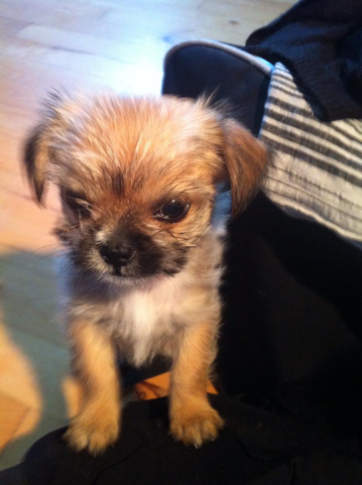 Blanding af racer Sahirah - "GODMORGEN! JEG SKAL TISSE PÅ DIN DYNE, MOR" billede 1