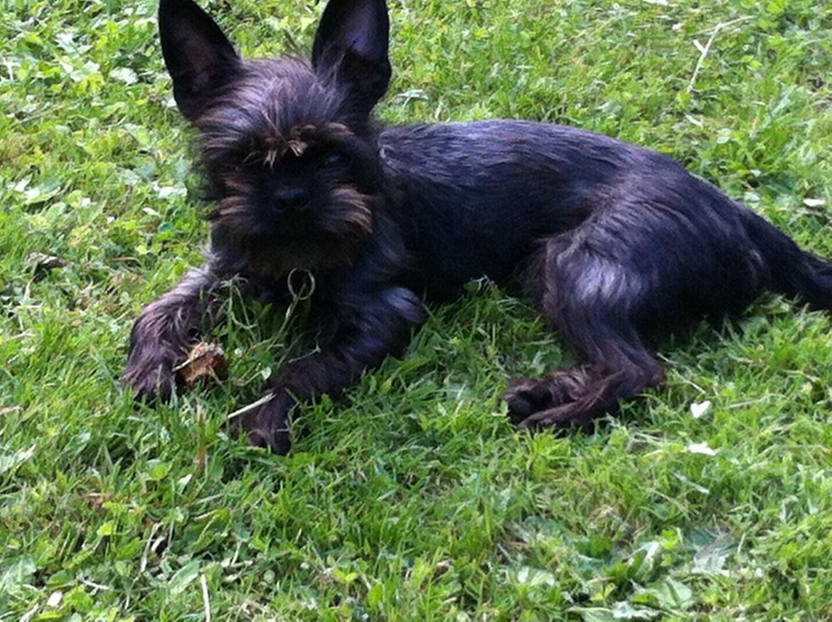 Blanding af racer Albert billede 1