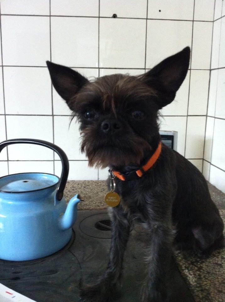 Blanding af racer Albert billede 2