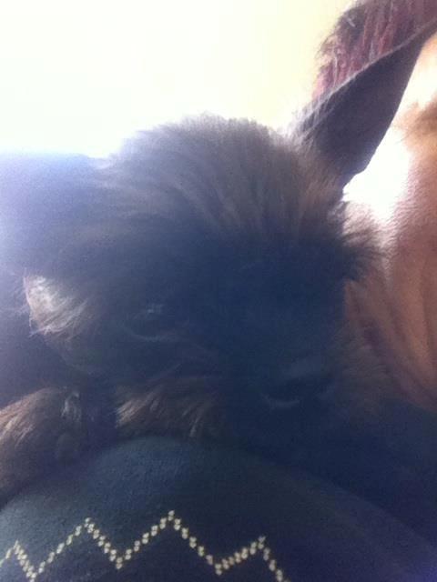 Blanding af racer Albert billede 3