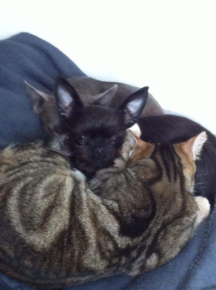 Blanding af racer Albert billede 4