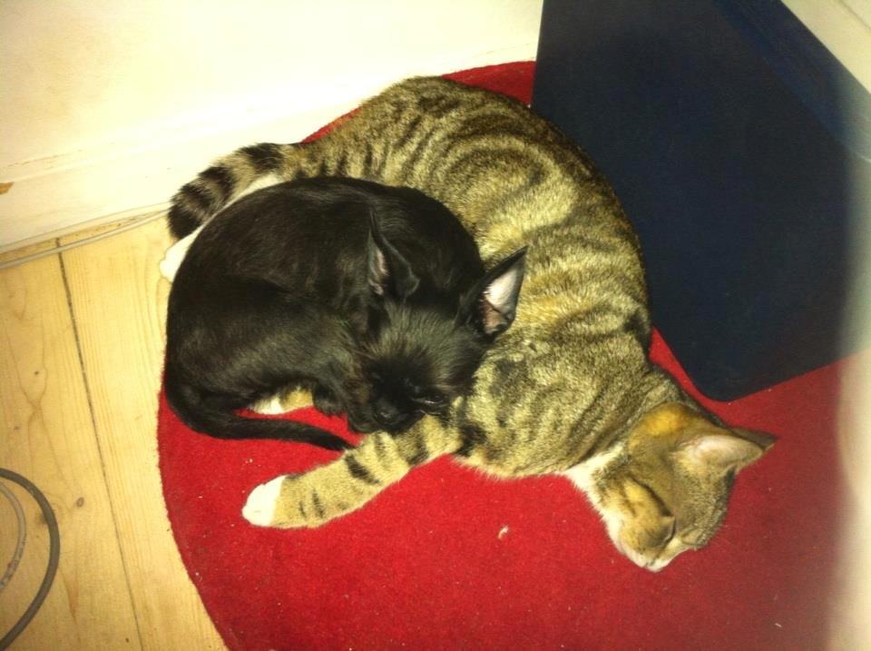 Blanding af racer Albert billede 5