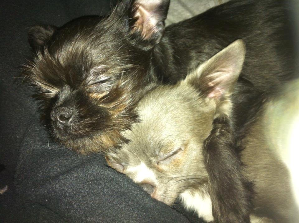 Blanding af racer Albert billede 6