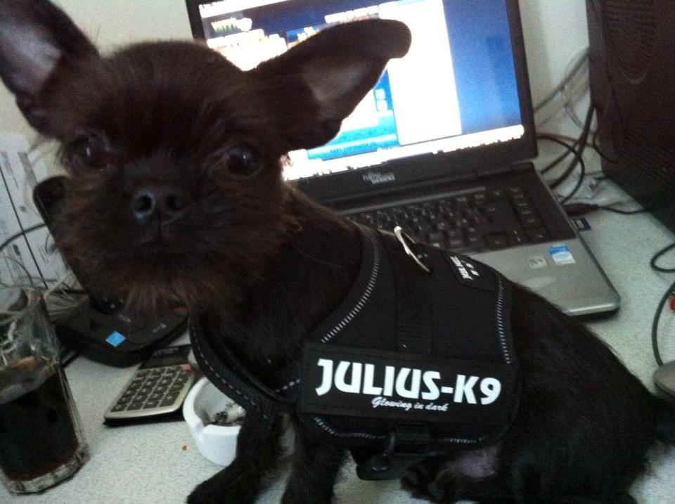 Blanding af racer Albert billede 7