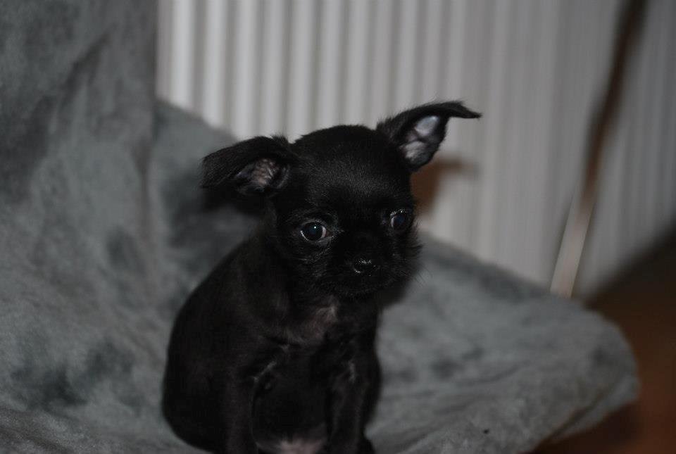 Blanding af racer Albert billede 8