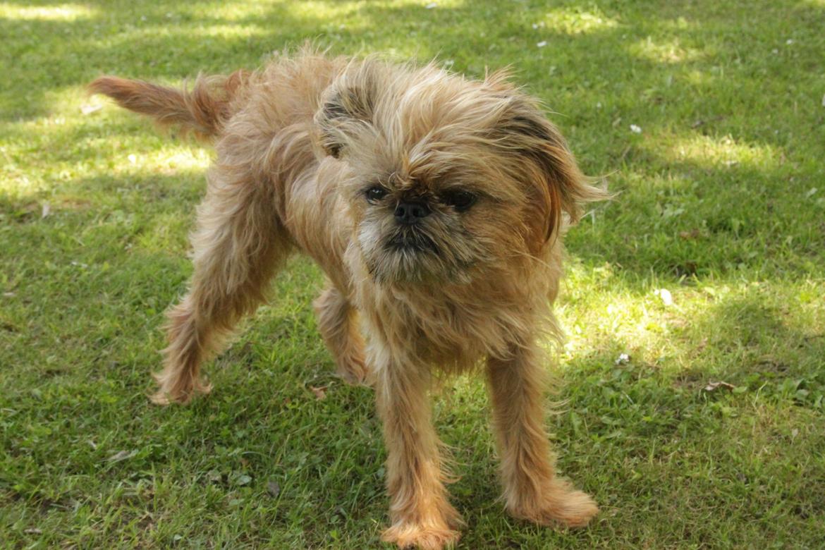 Griffon bruxellois Frida billede 10