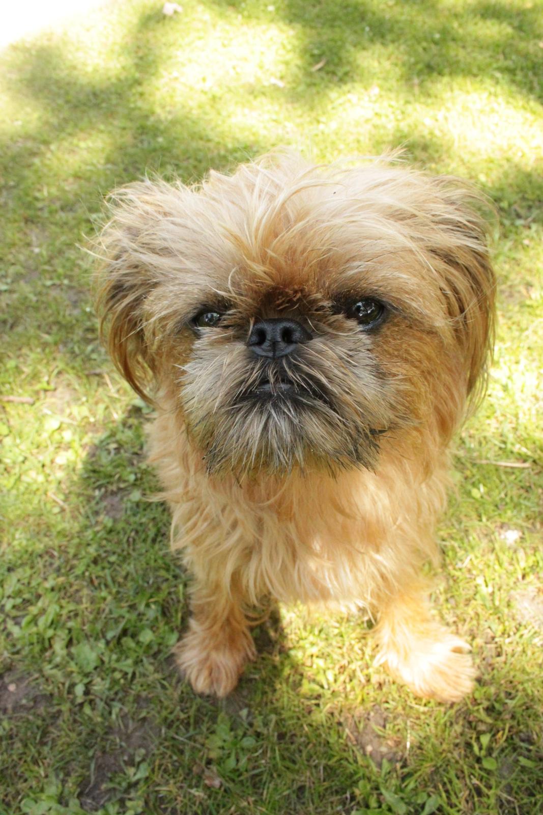 Griffon bruxellois Frida billede 11