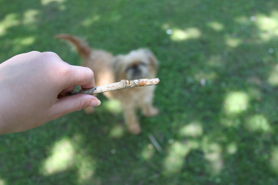 Griffon bruxellois Frida - Hun har ikke brug for legetøj, bare giv hende en pind også er hun underholdt i flere timer:) billede 12