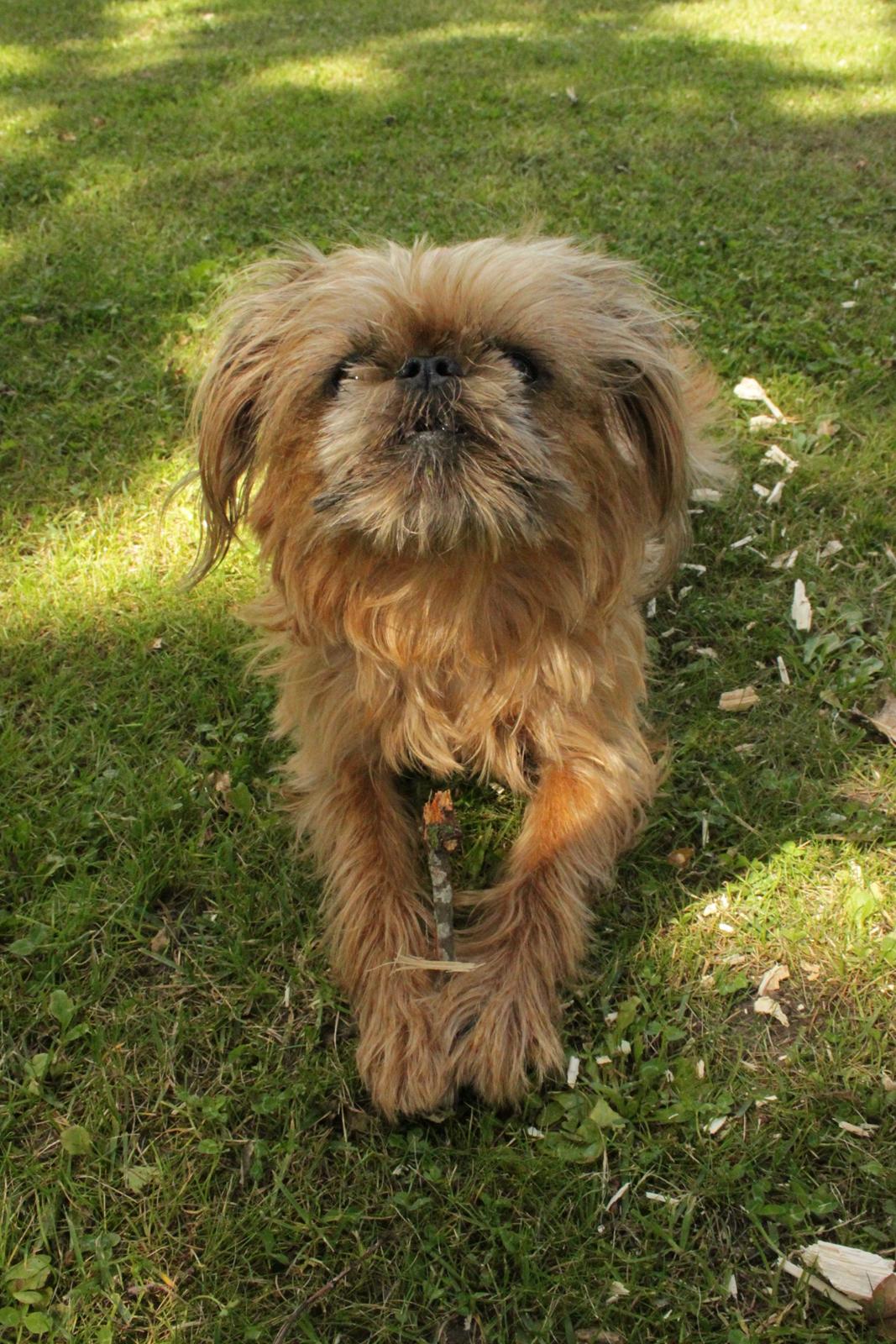 Griffon bruxellois Frida billede 13