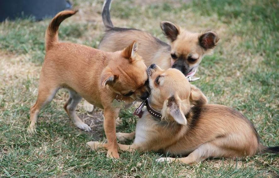 Chihuahua Chihuanas Flush of Hearts - Momo - 7 august 2013 Momo leger med Nannas hvalpe :) billede 38