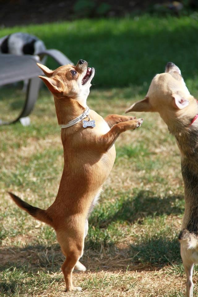 Chihuahua Chihuanas Flush of Hearts - Momo - Danse danse.. 7 august 2013 billede 39