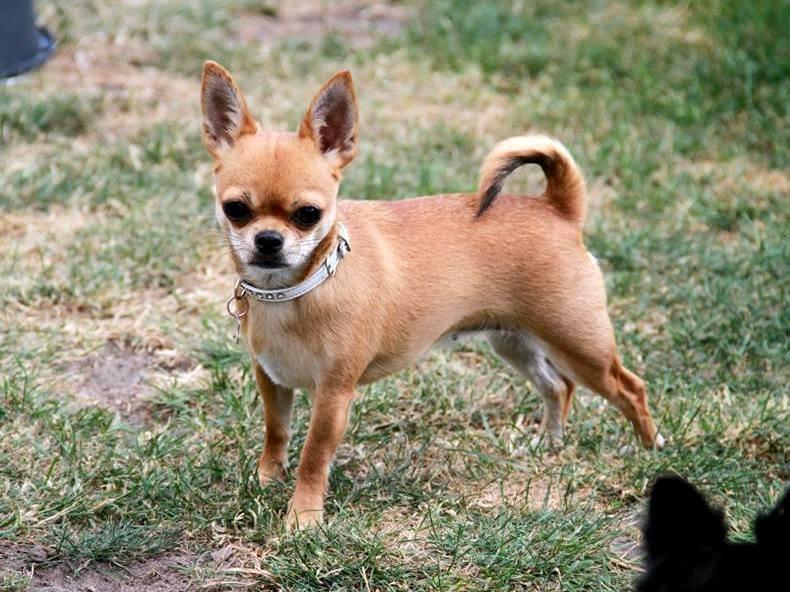 Chihuahua Chihuanas Flush of Hearts - Momo billede 12