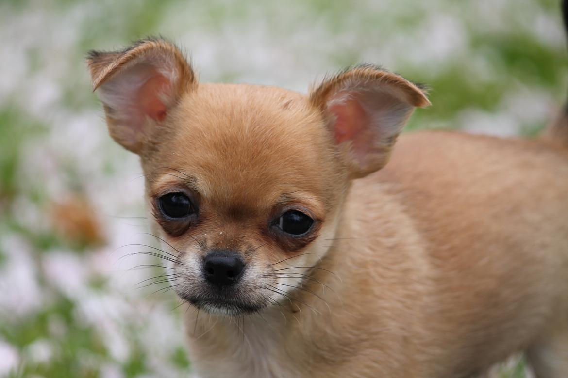 Chihuahua Chihuanas Flush of Hearts - Momo billede 41