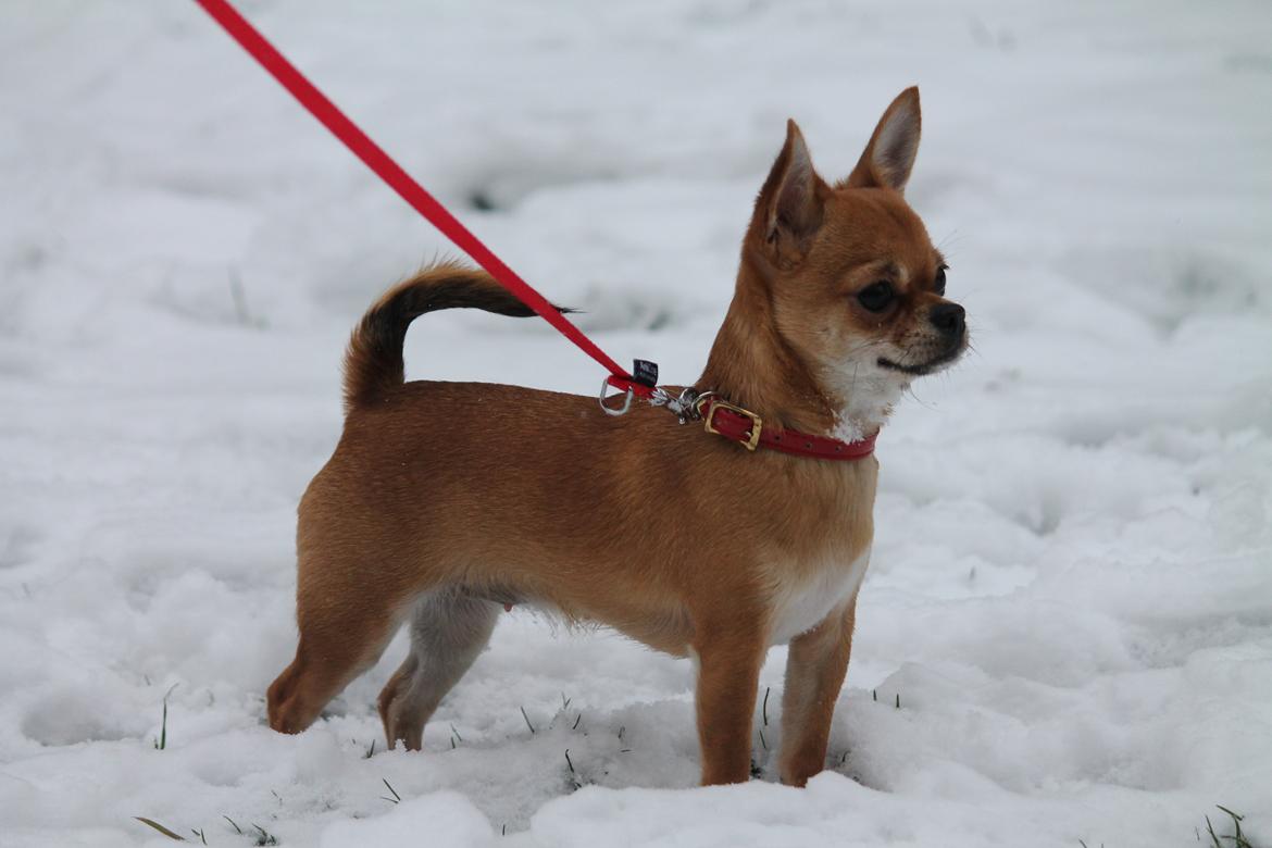 Chihuahua Chihuanas Flush of Hearts - Momo billede 42