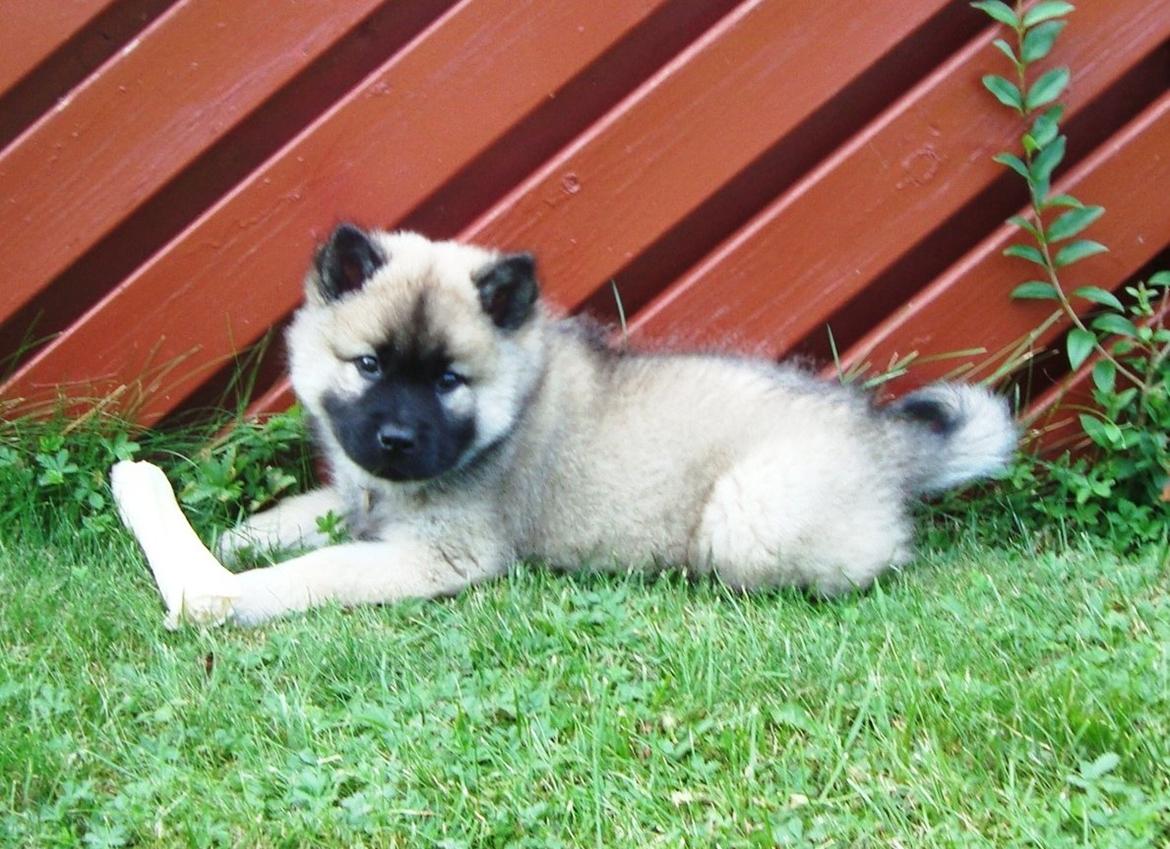 Eurasier Misha - Eurasierkrogens Cela billede 3