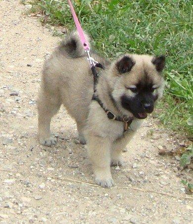 Eurasier Misha - Eurasierkrogens Cela billede 5