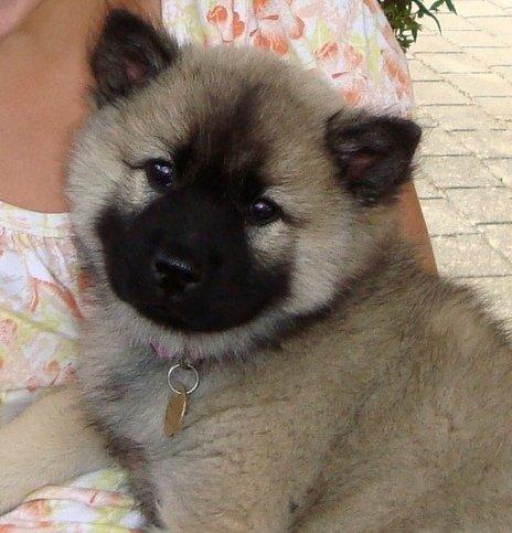 Eurasier Misha - Eurasierkrogens Cela billede 2