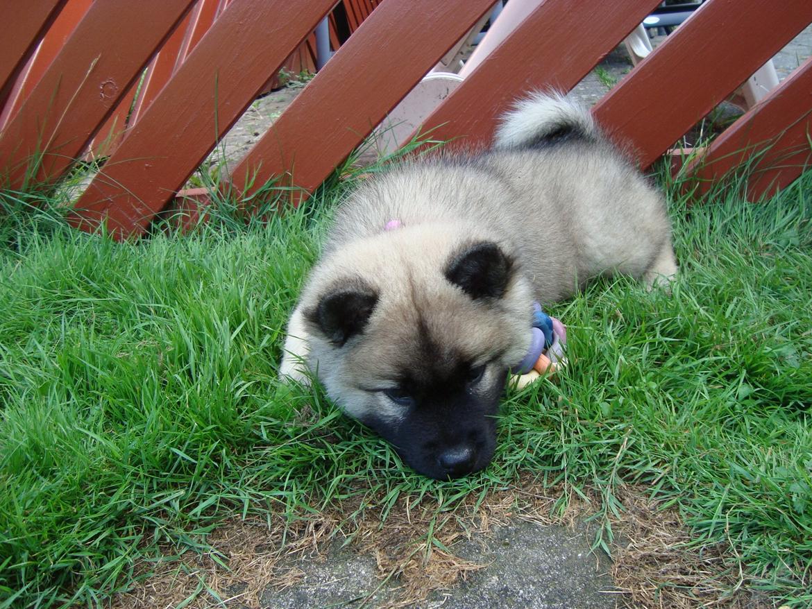 Eurasier Misha - Eurasierkrogens Cela billede 4