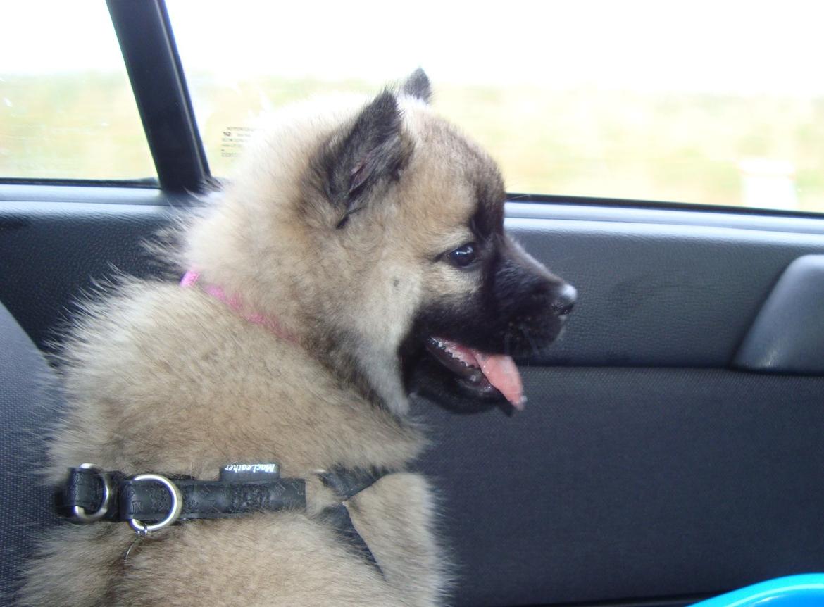 Eurasier Misha - Eurasierkrogens Cela billede 1