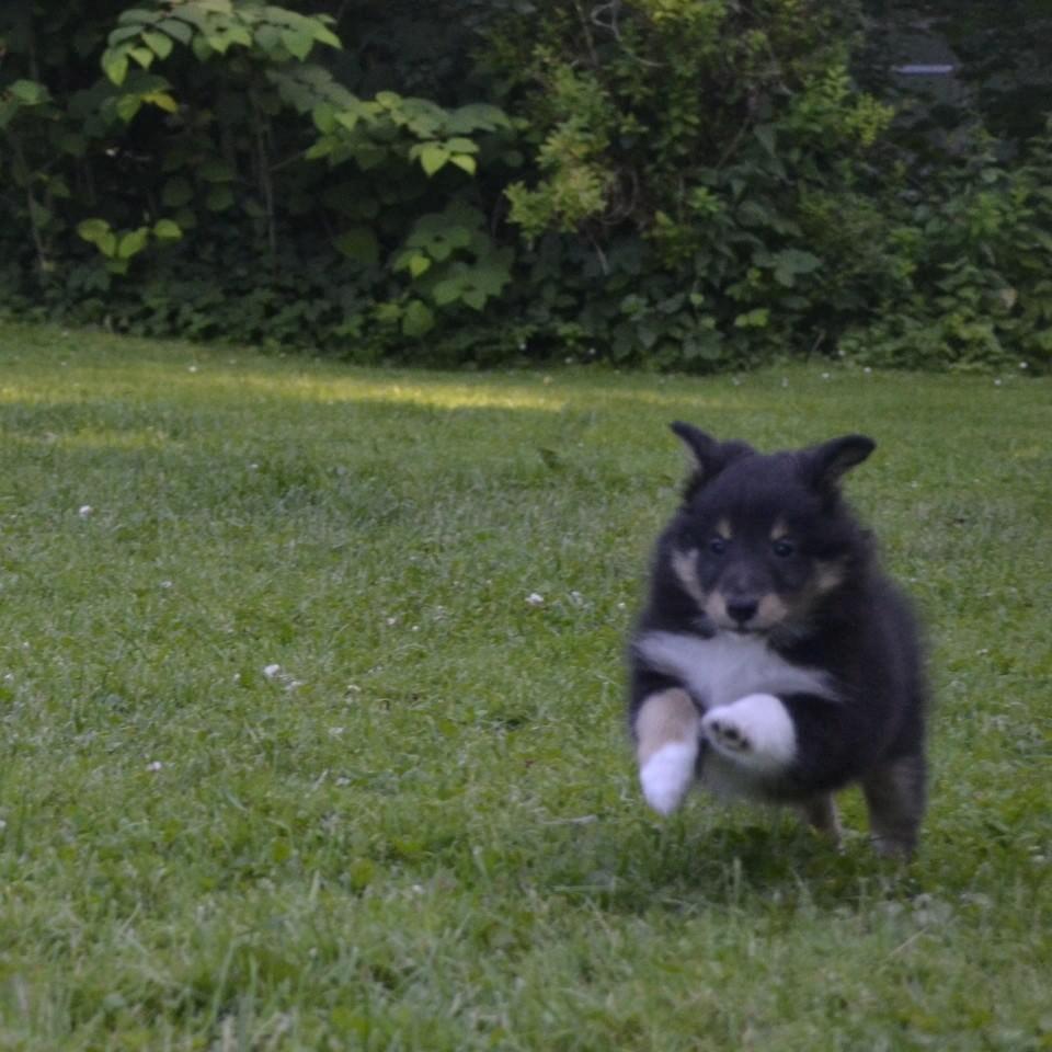 Shetland sheepdog Mindy billede 1