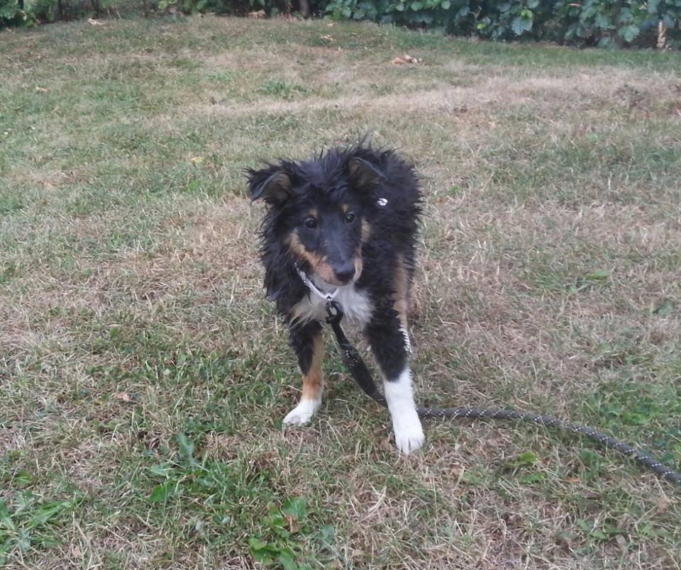 Shetland sheepdog Mindy billede 2