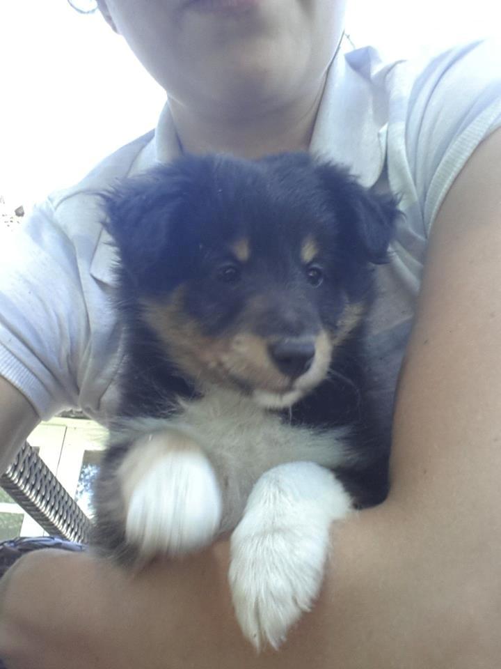 Shetland sheepdog Mindy billede 3