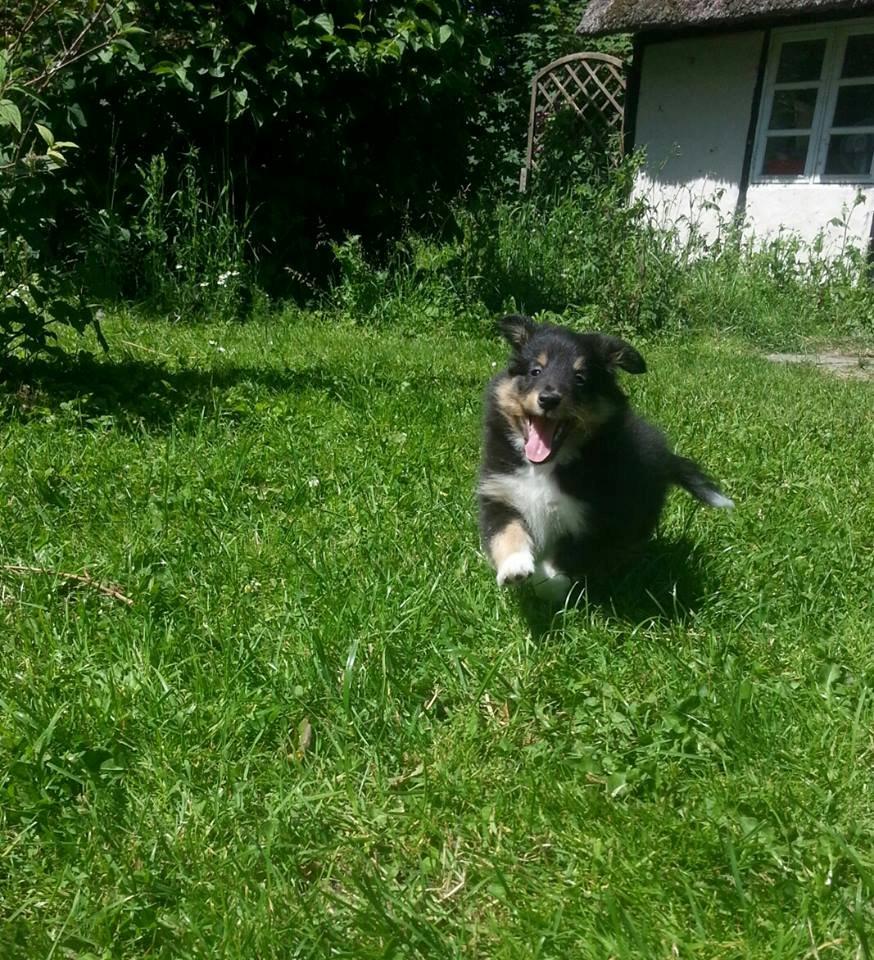 Shetland sheepdog Mindy billede 4