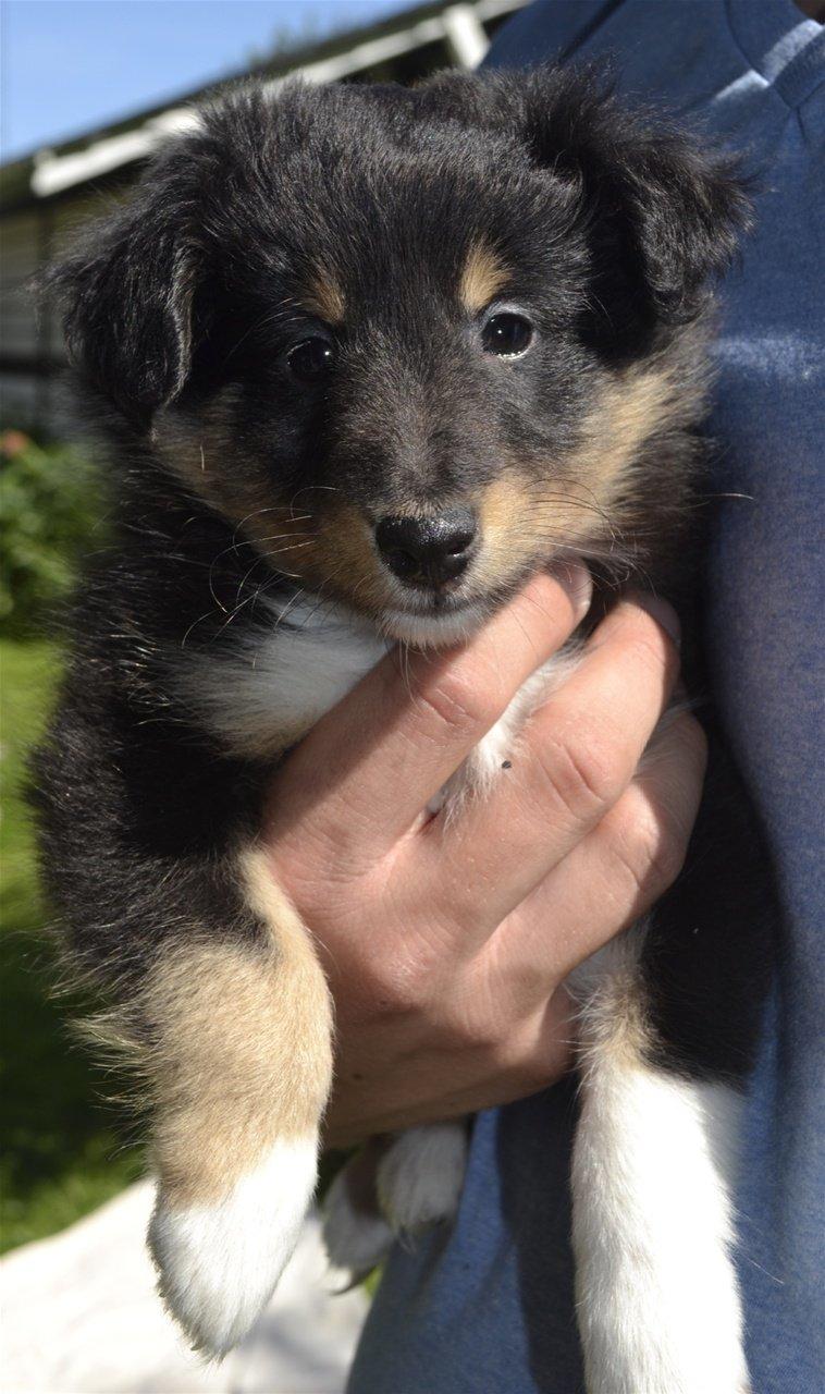 Shetland sheepdog Mindy billede 5