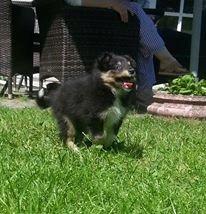 Shetland sheepdog Mindy billede 6