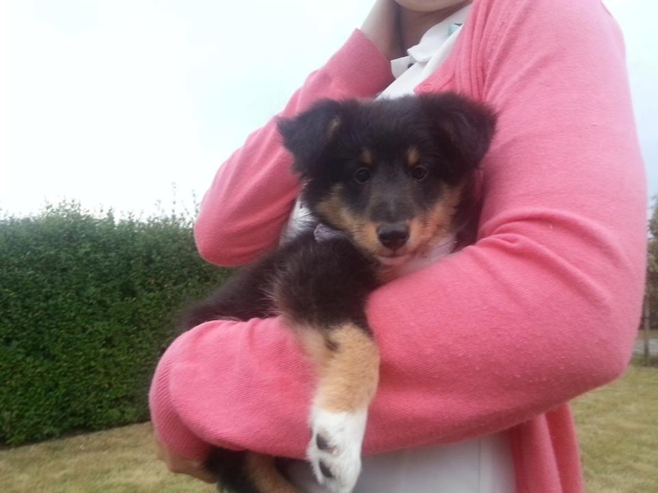 Shetland sheepdog Mindy billede 7