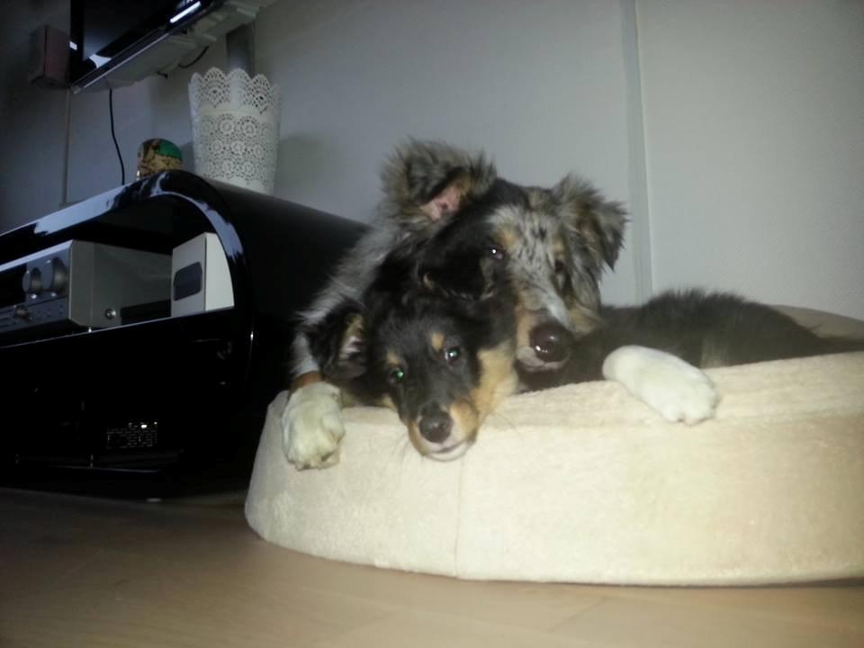 Shetland sheepdog Mindy billede 8
