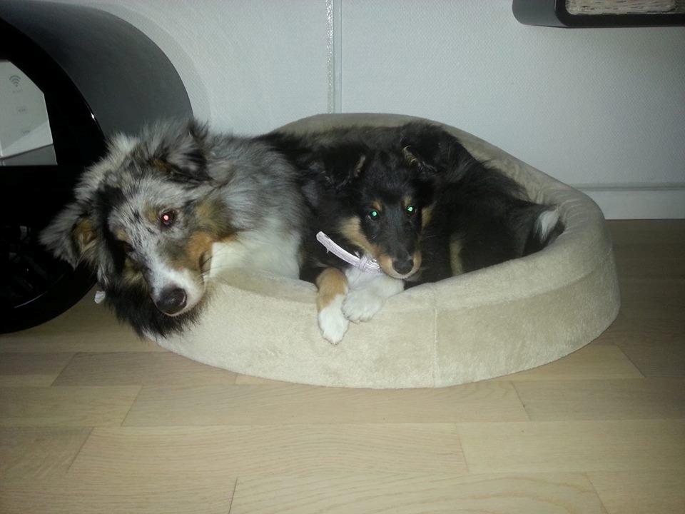 Shetland sheepdog Mindy billede 9