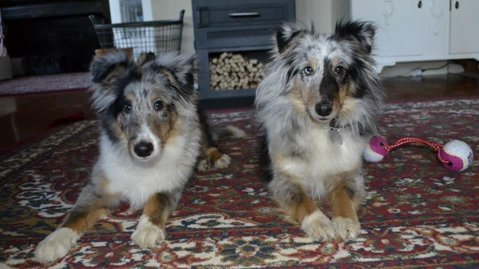 Shetland sheepdog Alvin - Alvin og mor Liva billede 19