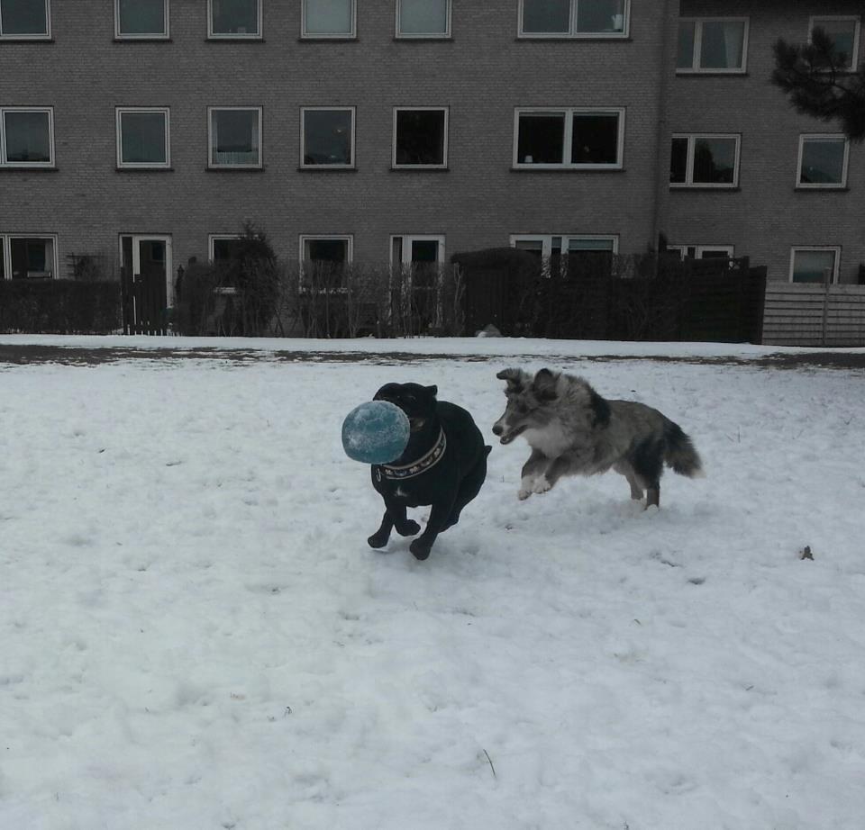 Shetland sheepdog Alvin - Gi' mig den bold AMY!!!! billede 22